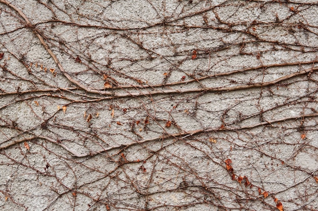 Plano de fundo - parede de pedra, coberta com um padrão natural de hastes secas de inverno de vinhas selvagens