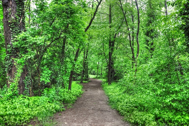 Plano horizontal de um caminho vazio na floresta verde