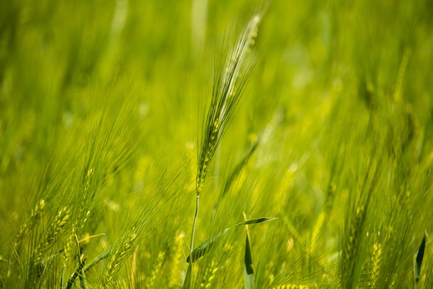 Plano horizontal de um único trigo verde cercado por um campo durante o dia