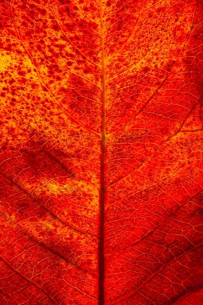 Plano plano, close-up de folha de outono