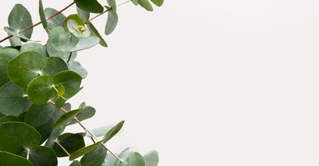 Planta ambiental de close-up com espaço de cópia
