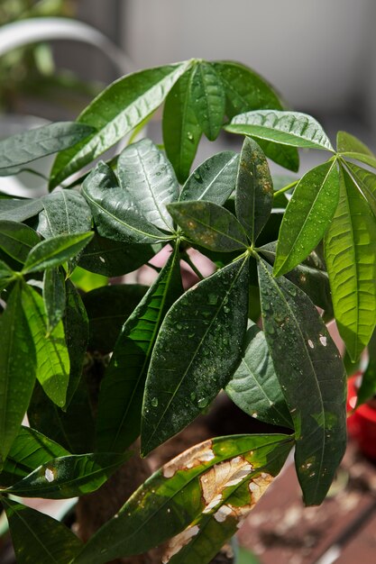 Planta bonita de alto ângulo ao ar livre