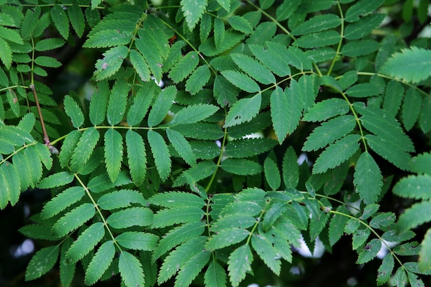planta com pequenas folhas verdes crescendo em uma floresta serena