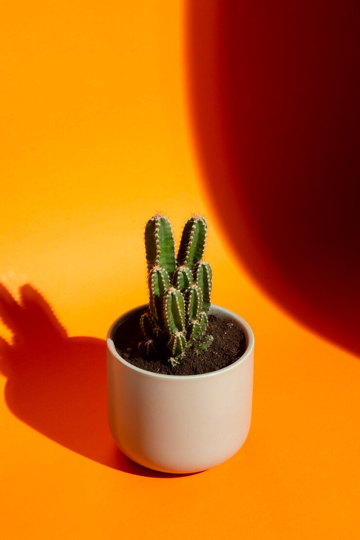 Foto grátis planta de cacto em estúdio, natureza morta.