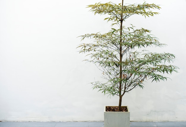 Planta de casa em uma panela branca