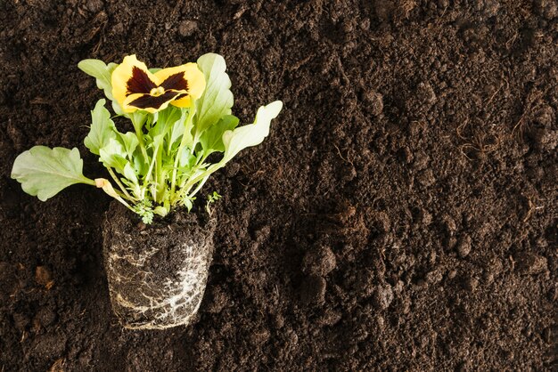 Planta de flor amor-perfeito amarela sobre o solo fértil