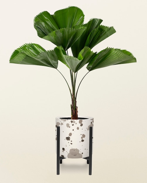 Foto grátis planta de folhas onduladas em um vaso