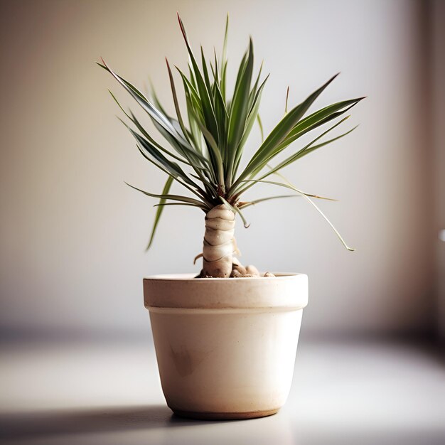 Planta de interior em uma panela sobre um fundo branco Foco seletivo