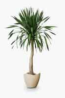 Foto grátis planta de palmeira em um vaso