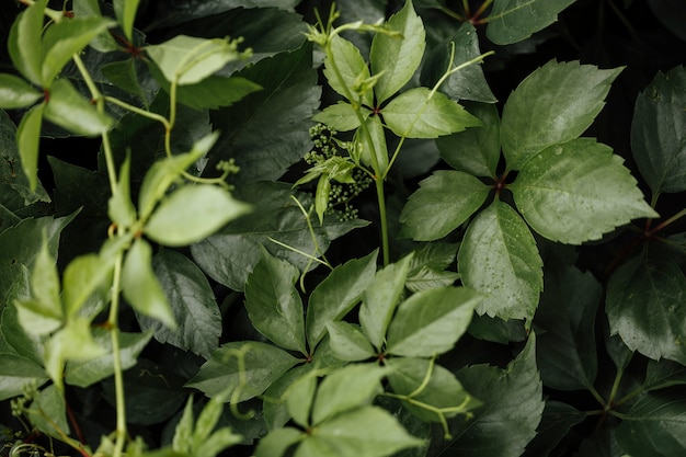 Foto grátis planta de pastagem de close-up vista superior