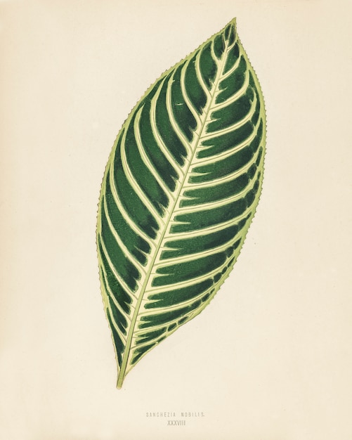 Foto grátis planta de tigre (sanchezia nobilis) gravada por benjamin fawcett (1808-1893)