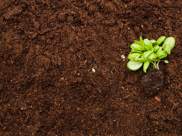 Planta de vista superior no solo