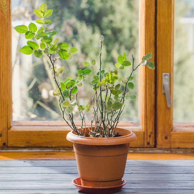 Planta e jardim ainda vida