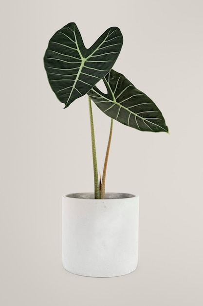 Foto grátis planta em vaso, alocasia, planta de casa popular