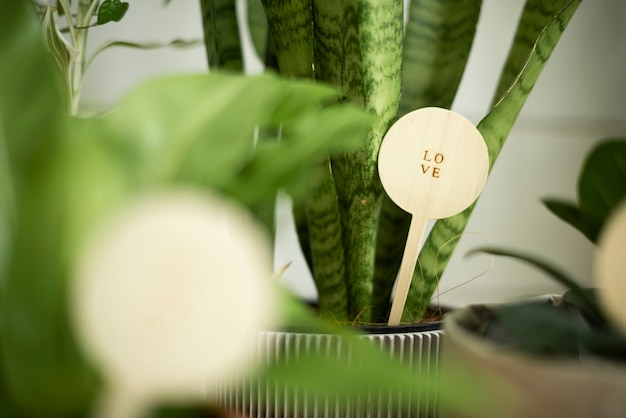 Planta em vaso com uma mensagem de amor