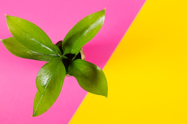 Planta em vaso em fundo multicolorido