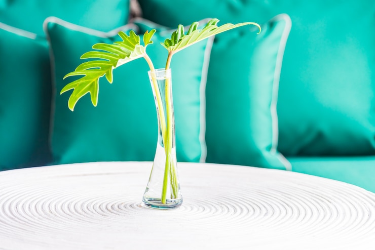 Foto grátis planta em vaso