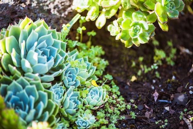 Planta energetica e suculenta