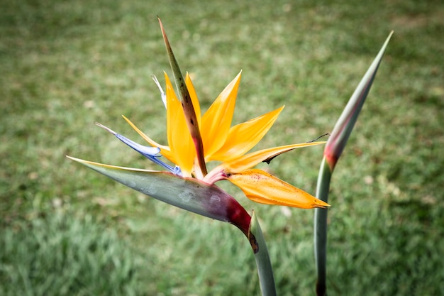 Planta exótica amarela com fundo desfocado