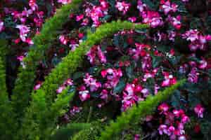 Foto grátis planta exótica perto de flores