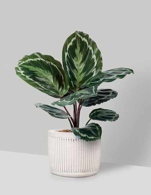 Foto grátis planta medalhão calathea em um vaso branco