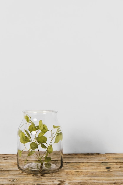Foto grátis planta mínima abstrata em um espaço de cópia de vaso