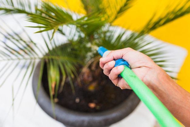 Foto grátis planta molhando sem-rosto