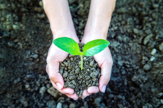 Foto grátis planta nas mãos.