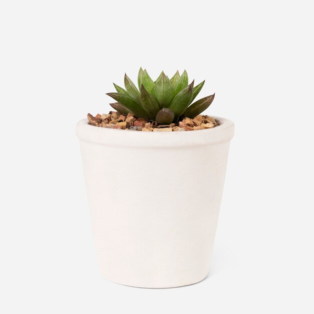 Planta pequena e suculenta em vaso branco