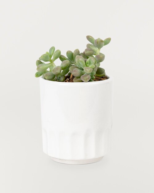 Planta pequena e suculenta em vaso branco