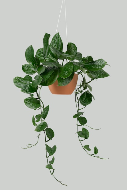 Planta pothos pendurada em cinza