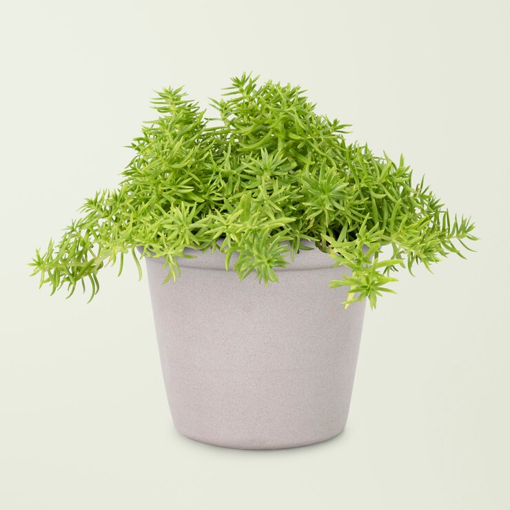 Foto grátis planta sedum lineare em vaso cinza