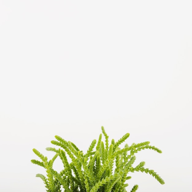 Planta suculenta closeup verde