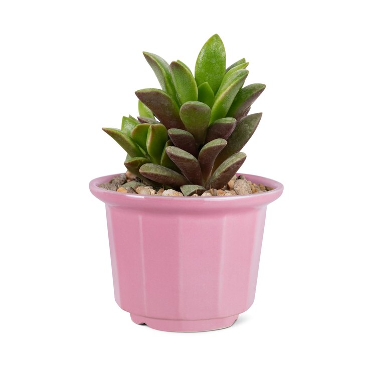 Foto grátis planta suculenta em um vaso rosa fofo