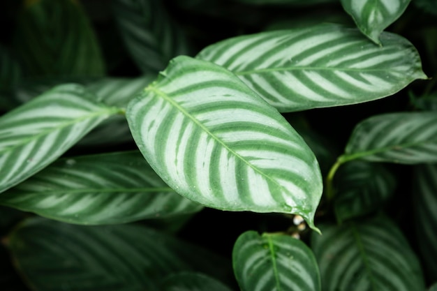 Foto grátis planta tropical closeup com fundo desfocado