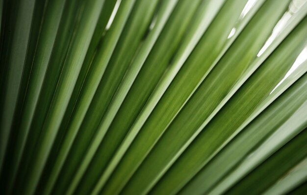 Planta tropical verde closeup