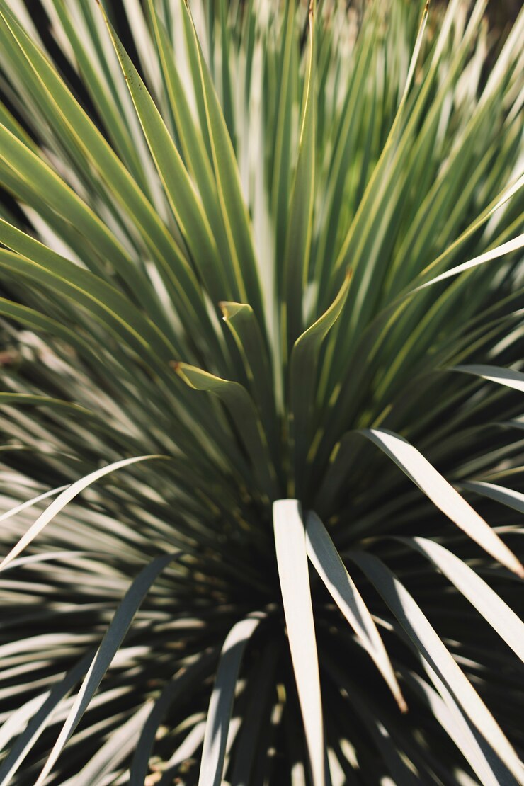 Foto grátis planta tropical