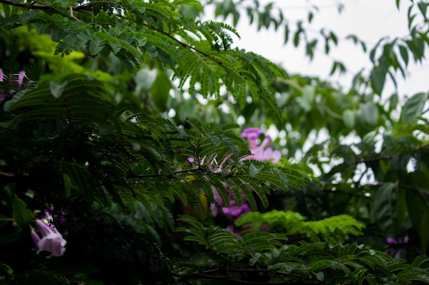 Planta verde com flores roxas