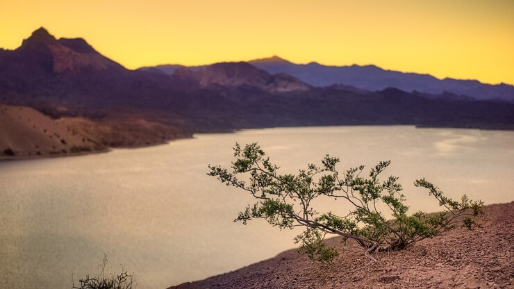 Foto grátis planta verde em solo marrom perto do lago durante o dia