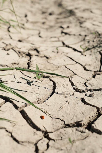 Planta verde em solo seco e estragado o conceito de seca salinização do solo falha de colheita Quadro vertical foco seletivo suave Ecologia e bem-estar dos ecossistemas