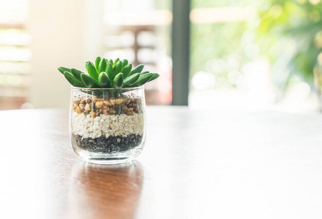 planta verde em um vaso