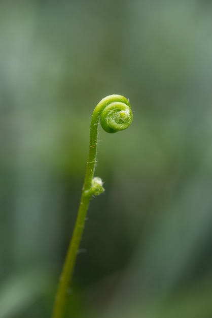 Planta verde no campo