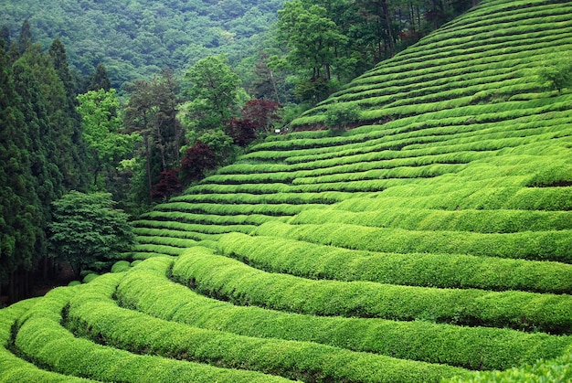 Plantação de chá no sudeste asiático