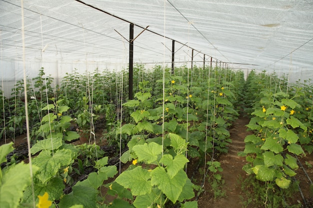 Foto grátis plantação de vegetais em uma estufa