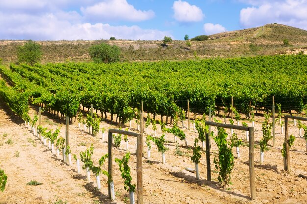 Plantação de vinhedos. La Rioja