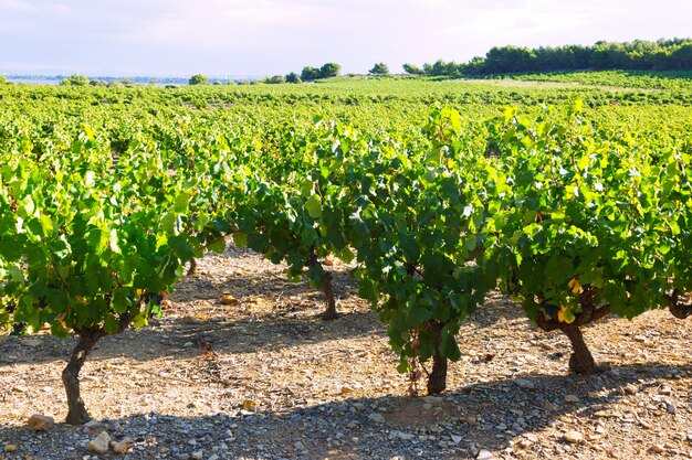 Plantação de vinhedos no ensolarado dia de verão