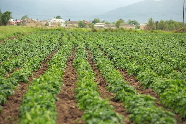 Plantação verde com colheita na vila.