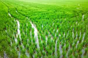 Foto grátis plantações de arroz em um campo