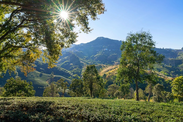 Plantações de chá verde no topo da colina da província de chiang rai, tailândia paisagem