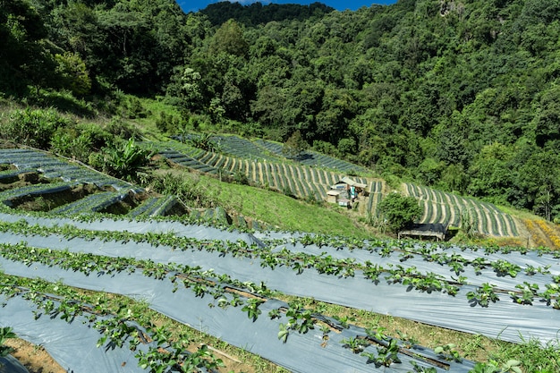 Foto grátis plantações de vegetais no meio da floresta